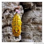 Schmetterlingsausstellung im Botanischen Garten Leipzig