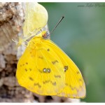 tropischer Schmetterling frisch geshlüpft