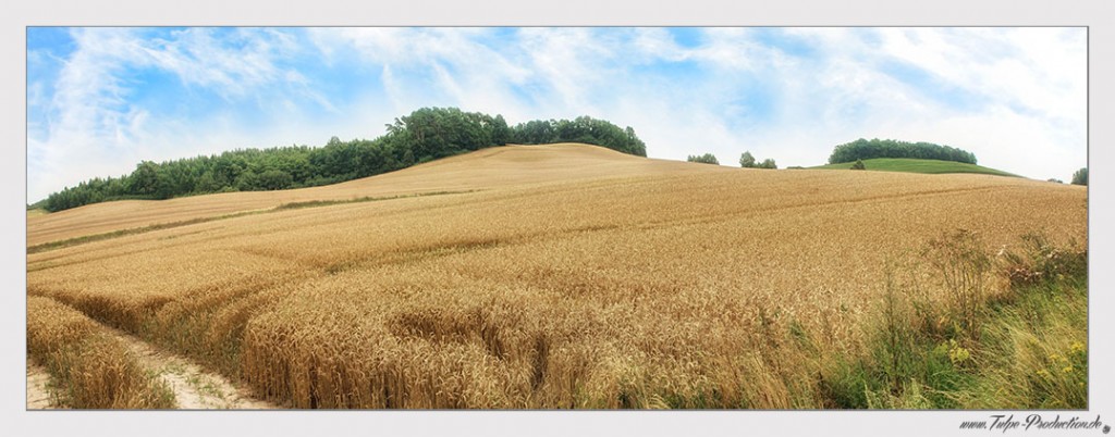 Fotograf Leipzig Tulpe-Production.de - Hügellandschaft vor Burg Schlitz