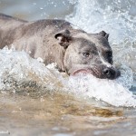 Fotograf Leipzig Hundefotos im Wasser (Cospudener See)