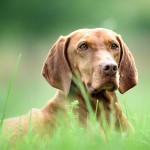 Hundefotos im Wald