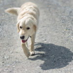 Wandern mit Hund Bad Hofgastein