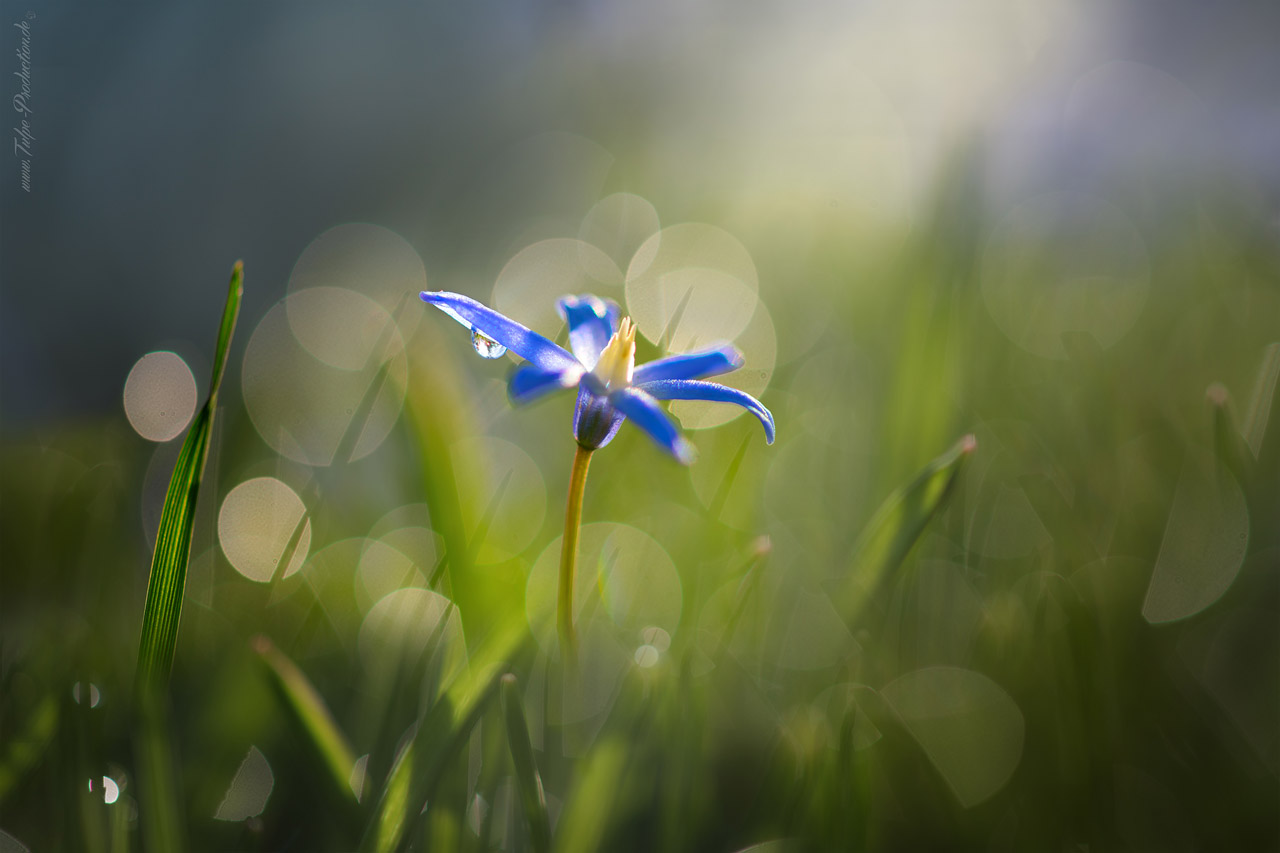 Fotoshooting im Frühling - Springtime 3