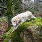 Goslar ein Reisebericht - Urlaub mit Hund