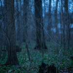 besondere Kinderportraits im Wald