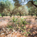 Olivenhain auf Kreta - Reisebericht von Tulpe Production