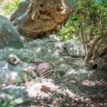 Ziegenfriedhot in der Aposelemis Schlucht Kreta