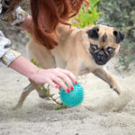 Fotoshooting mit Hund in Leipzig