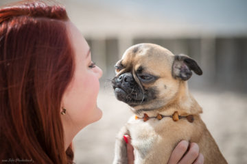 Hundeportrait Griffon Petit Brabancon Mops Mischling