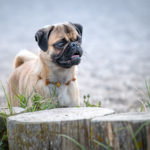 Hunde portraitiert Tulpe-Production.de