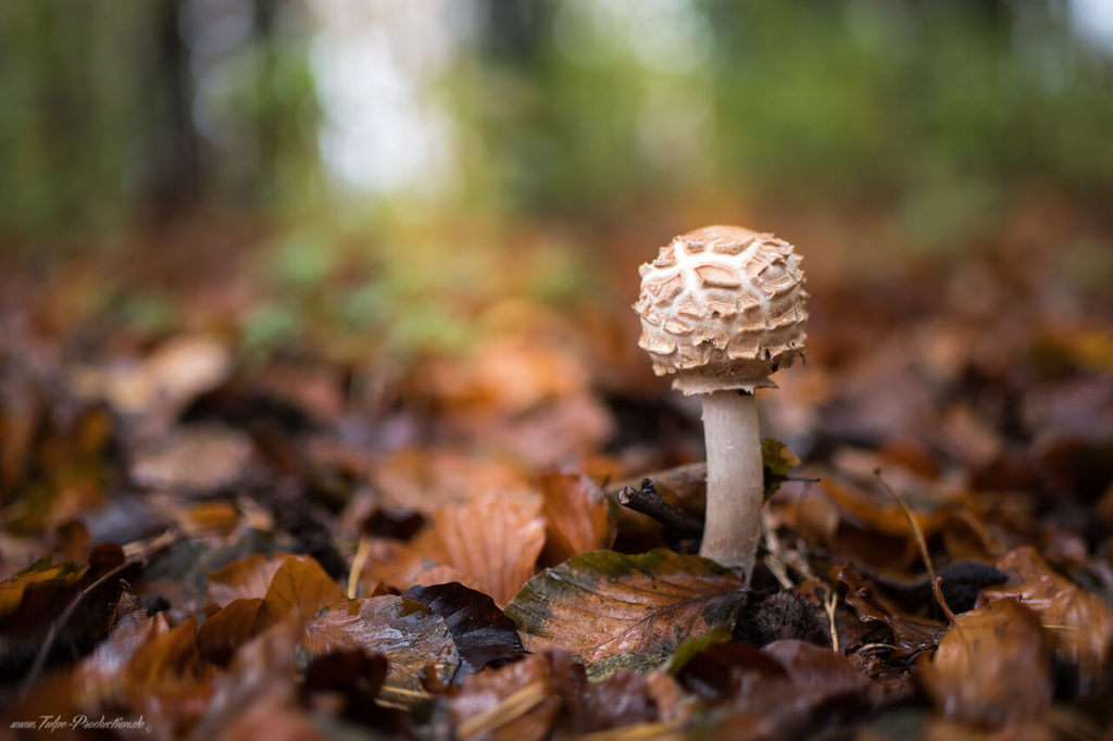 Natur im Herbst - Stoltera - Diedrichshagen