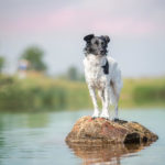 Hundeshooting am See mit Tulpe-Production.de