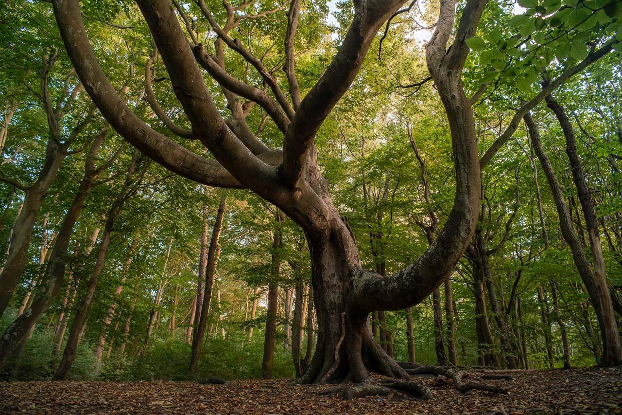 alter Baum Graal Müritz Küstenwald