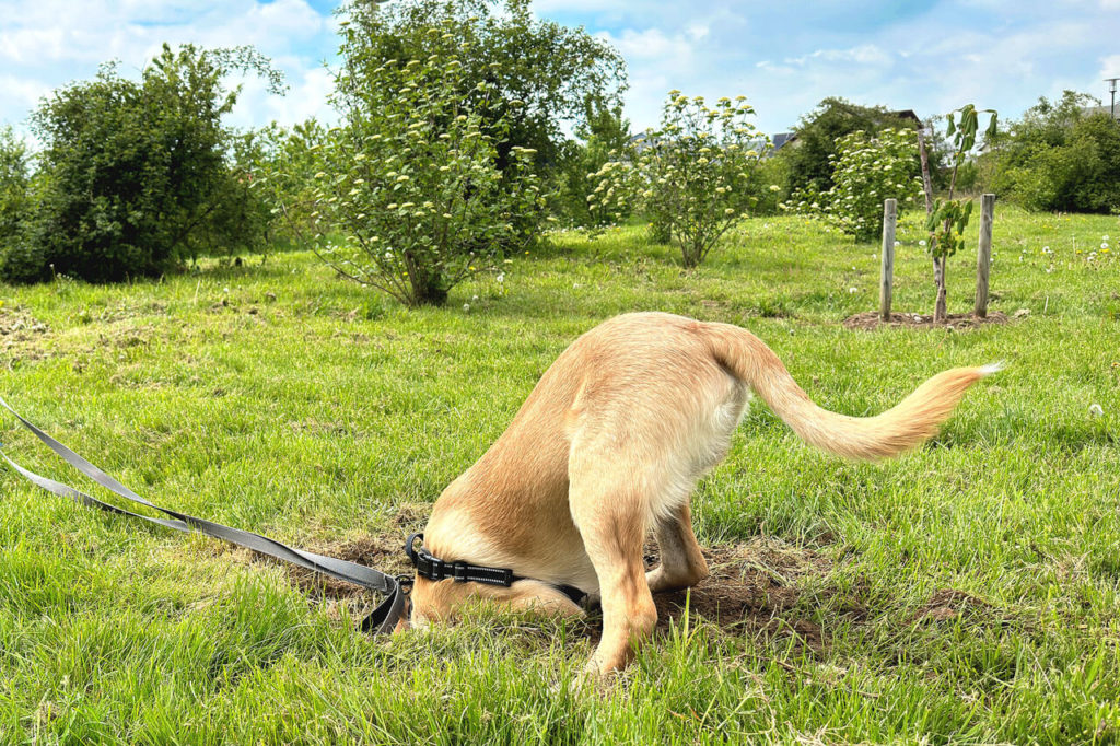 Baumpflanzung im öffentlichen Raum Hund gräbt mit :-)